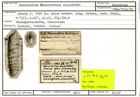 Karteikarte zum Holotyp von Marginulina hochstetteri Stache, 1864